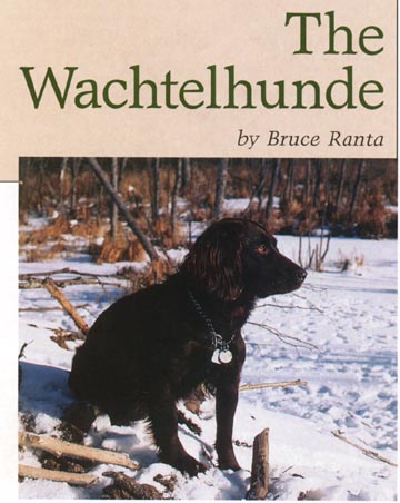 The Wachtelhunde, by Bruce Ranta (photo of Heidi)